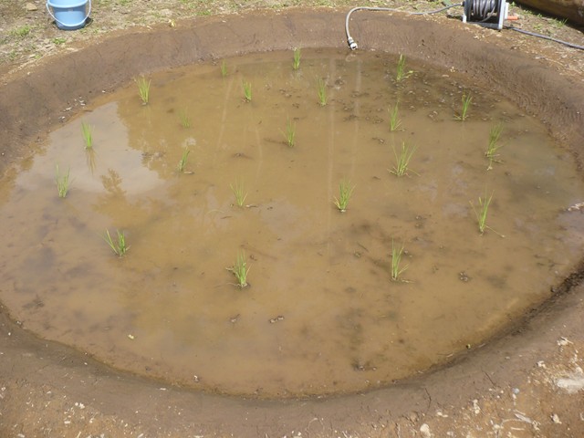田植え