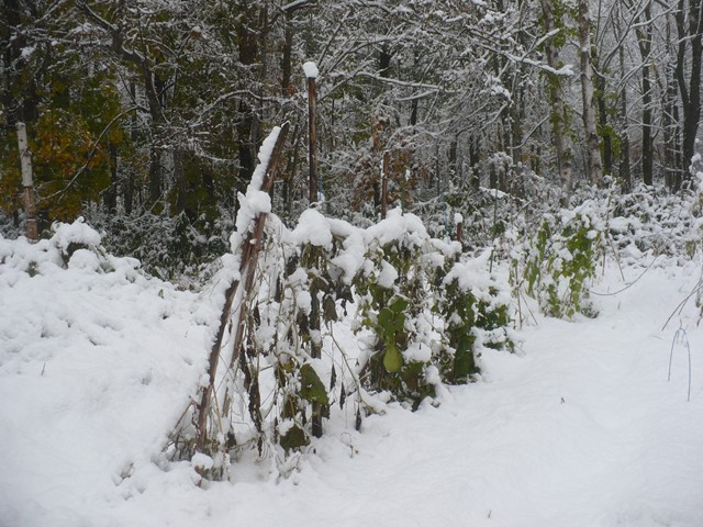 初雪と冬支度