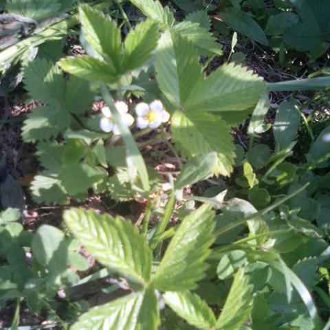 移植した山菜
