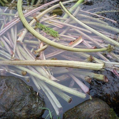 ふきの塩漬け